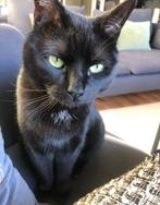 Op zoek naar een ander huisje voor m’n twee katten, Poes