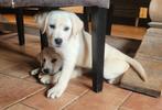 Labrador pups blond, Dieren en Toebehoren, Honden | Retrievers, Spaniëls en Waterhonden, 8 tot 15 weken, Labrador retriever, CDV (hondenziekte)