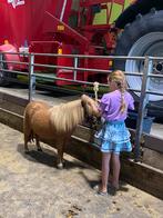 Te koop, leuke mini pony, Dieren en Toebehoren, Merrie, A pony (tot 1.17m), Gechipt, 3 tot 6 jaar