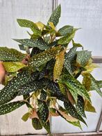 Begonia Double Dot p17, Ophalen of Verzenden, Halfschaduw, Minder dan 100 cm