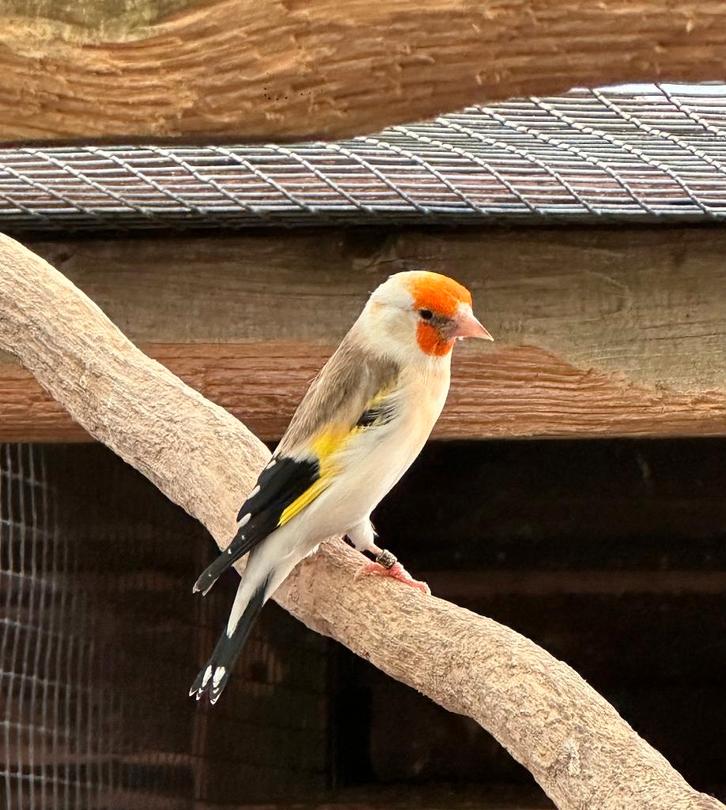 Majoor putters koppel, Dieren en Toebehoren, Vogels | Overige Vogels, Wildzangvogel, Meerdere dieren
