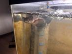 Channa red barito, Dieren en Toebehoren, Vissen | Aquariumvissen