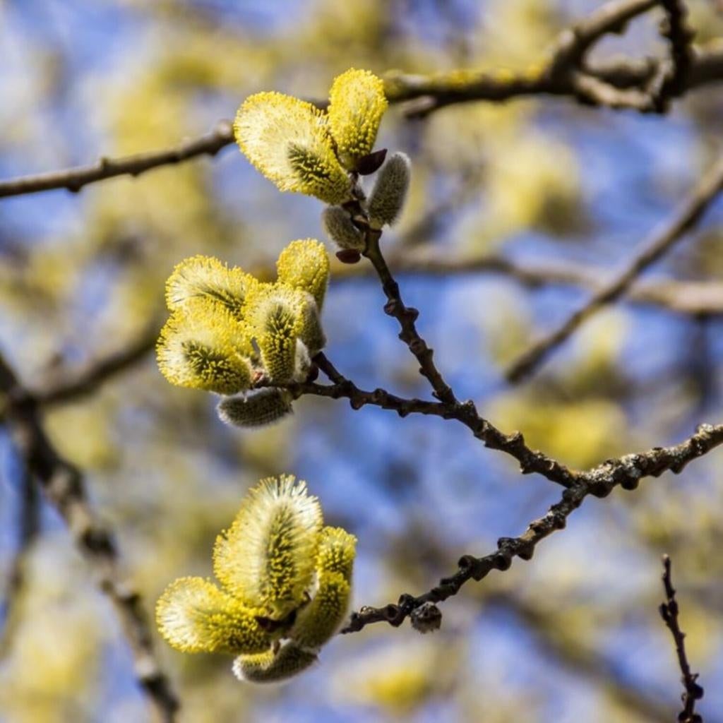 Hele mooie boswilgen bomen Salix, Overige soorten, Lente, 250 tot 400 cm, Ophalen