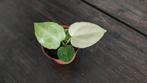 Variegated / variegata Anthurium Crystallinum x (AOS x AOS), Huis en Inrichting, Kamerplanten, Ophalen of Verzenden, Overige soorten