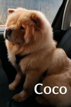 Lieve Chow Chow familie zoekt een nieuw thuis, Dieren en Toebehoren, Rabiës (hondsdolheid), 15 weken tot 1 jaar, Overige rassen