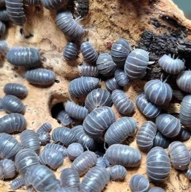 Isopods gezocht, Dieren en Toebehoren, Insecten en Spinnen, Overige soorten