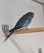 Tartaar zoekt een huisje! (parkiet), Dieren en Toebehoren, Vogels | Parkieten en Papegaaien, Vrouwelijk, Parkiet, Geringd