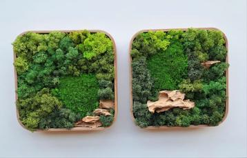 Mosschilderij 2-luik Ca. 20,5 x 45 cm. beschikbaar voor biedingen