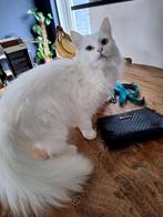 Witte noorse boskat poes, Dieren en Toebehoren, Poes, Ontwormd, 0 tot 2 jaar