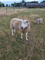 Mooie grote Swifter dekram, Dieren en Toebehoren, Mannelijk, Schaap
