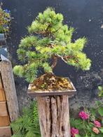 Pinus parviflora bonsai, Tuin en Terras, Planten | Bomen, Ophalen, Bloeit niet, Halfschaduw, Overige soorten