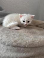 Zeer lieve mooie lieve Britse langhaar x pers, Dieren en Toebehoren, Katten en Kittens | Raskatten | Langhaar, Meerdere dieren