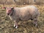 Mooie dekram rouge x texelaar, Dieren en Toebehoren, Schapen, Geiten en Varkens, Mannelijk, Schaap, 0 tot 2 jaar