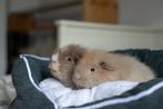 CH teddy cavia zeugje, Dieren en Toebehoren, Knaagdieren, Cavia, April, Vrouwelijk, Tam