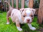 Onwijs lief choco merle tricolor Old English Bulldog reutje, Dieren en Toebehoren, Honden | Bulldogs, Pinschers en Molossers, 8 tot 15 weken