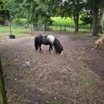 Mini hengstje., Dieren en Toebehoren, Hengst