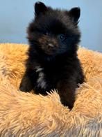 Prachtige pups Pomeriaan  x Keeshondje, Nederland, Overige rassen, CDV (hondenziekte), 8 tot 15 weken