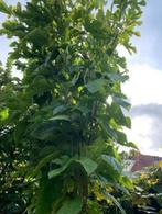 Moerbei boom (karadut ağacı), Ophalen, 100 tot 250 cm, Overige soorten, Lente
