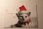Katten Postkaart - Witte Poes met Kerstmuts, Kerst Germany, Ongelopen, Verzenden, 1980 tot heden, Hond of Kat