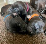 Patterdale terrier pups, Dieren en Toebehoren, Overige rassen, CDV (hondenziekte), 8 tot 15 weken, Meerdere