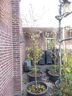 Perenboom | Conference | hoogte 3 m - stamdiameter 4 cm, Tuin en Terras, Planten | Fruitbomen, Ophalen, Volle zon, 250 tot 400 cm