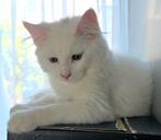 Mooie Maine Coon kittens mogen nu verhuizen, Meerdere dieren, 0 tot 2 jaar