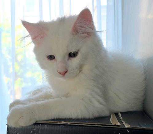 Mooie Maine Coon kittens mogen nu verhuizen, Dieren en Toebehoren, Katten en Kittens | Raskatten | Langhaar, Meerdere dieren, 0 tot 2 jaar