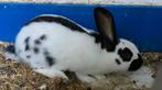 Lotharinger konijnen, Dieren en Toebehoren, Meerdere dieren