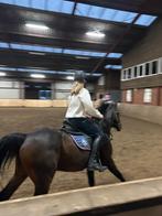 GEZOCHT VERZORG PONY/PAARD, Dieren en Toebehoren, Paarden en Pony's | Verzorgingsproducten, Ophalen of Verzenden, Nieuw