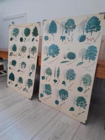Oude schoolplaten, thema natuur en bomen beschikbaar voor biedingen