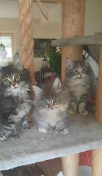 Heerlijk wollige Maine Coons, nu 8 weken, Meerdere dieren, Gechipt, 0 tot 2 jaar