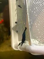 Blue diamond garnalen, Kreeft, Krab of Garnaal, Zoetwatervis, Schoolvis