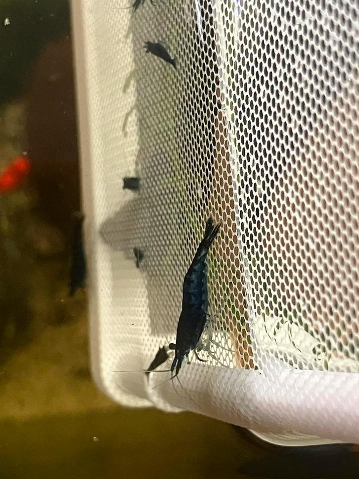 Blue diamond garnalen, Dieren en Toebehoren, Vissen | Aquariumvissen, Zoetwatervis, Kreeft, Krab of Garnaal, Schoolvis