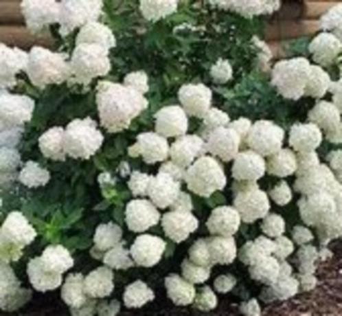 Hydrangea pan. Little Lime (compacte pluimhortensia) pot, Tuin en Terras, Planten | Tuinplanten, Overige soorten, Volle zon, Ophalen