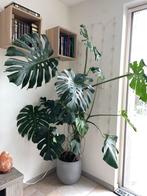Grote Monstera Deliciosa - 1.95m - Eyecatcher!, Huis en Inrichting, Ophalen, Overige soorten, Halfschaduw, In pot