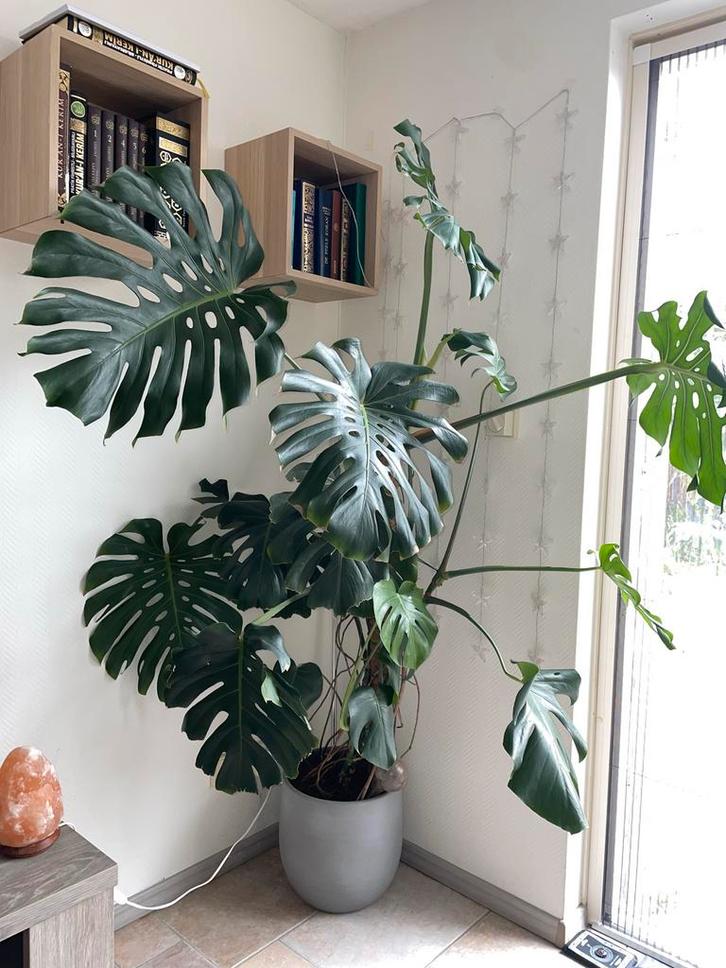 Grote Monstera Deliciosa - 1.95m - Eyecatcher!, Huis en Inrichting, Kamerplanten, Overige soorten, 150 tot 200 cm, Groene kamerplant
