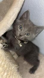 Laatste zuiver poesje blauwe rus, Dieren en Toebehoren, Katten en Kittens | Raskatten | Korthaar, Poes