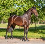 Mooie grote E pony, Dieren en Toebehoren, Pony's, Zadelmak, 3 tot 6 jaar, Ontwormd, Merrie