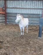 Mooie apaloosa pony hengst, Dieren en Toebehoren, Pony's, Hengst, Onbeleerd, A pony (tot 1.17m), 11 jaar of ouder