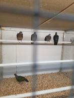 Groenvleugel duiven, Dieren en Toebehoren, Vogels | Duiven, Meerdere dieren, Overige soorten