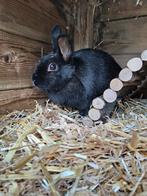 Lotharinger dwerg voedster, Dieren en Toebehoren, Konijnen, Vrouwelijk, Dwerg