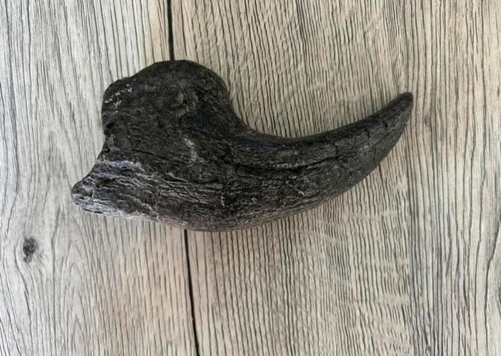 T-rex hand klauw replica, Verzamelen, Mineralen en Fossielen, Ophalen of Verzenden