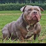 AMERICAN POCKET BULLY MR WILLY WILSON OPEN FOR STUD! GETEST, Dieren en Toebehoren, Rabiës (hondsdolheid), Reu, 1 tot 2 jaar, Eén hond