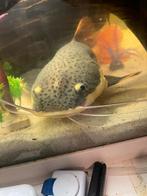 Roodstaartmeerval, Vis