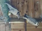 Bewezen koppel gierxsaker valken, Dieren en Toebehoren, Meerdere dieren, Roofvogel, Geringd