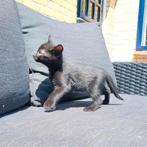 1 zwarte kitten, kater, mag het nest verlaten, Dieren en Toebehoren, Kater, Kortharig, 0 tot 2 jaar