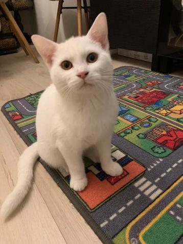 Brits kort haar kitten beschikbaar voor biedingen