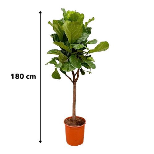 Ficus Lyrata boom - 170 / 180cm - 30, Tuin en Terras, Planten | Tuinplanten, Verzenden
