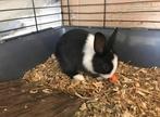 Leeuwenkop konijnen 10 weken oud, Dieren en Toebehoren, Konijnen, Meerdere dieren, Klein, 0 tot 2 jaar