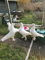 Takla duiven tuimelaar, Dieren en Toebehoren, Meerdere dieren, Tuimelaar of Roller